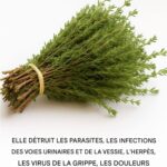 C’est l’une des plantes les plus puissantes au monde 583202981_2022067705032864_3738169163155573019_n