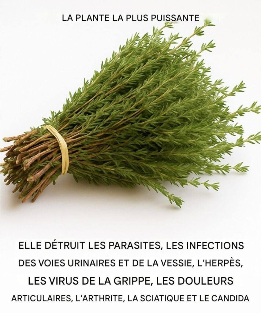 C’est l’une des plantes les plus puissantes au monde