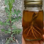 583886717_1262765579221348_3398907596214221203_n