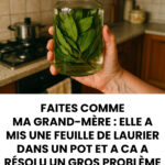 Infusion de laurier : quels bienfaits ? 583909504_1263893242441915_2165443613384865662_n