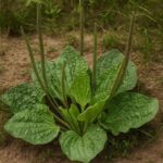 La Plante qui Abaisse le Cholestérol, Traite le Diabète, les Hémorroïdes, la Diarrhée et Dépurent les Rénaux 584210063_1384390063316721_2717579567447268063_n