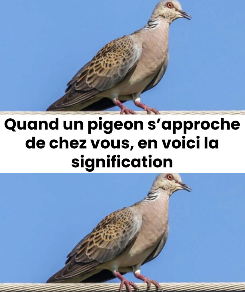 Que signifie la présence d’un pigeon près de chez soi ? Découvrez les raisons possibles de sa venue
