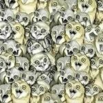 Mettez votre vue à l’épreuve : saurez-vous repérer le chat dissimulé dans cette illusion d’optique ? 586217499_1268811265283446_2933723280833308133_n