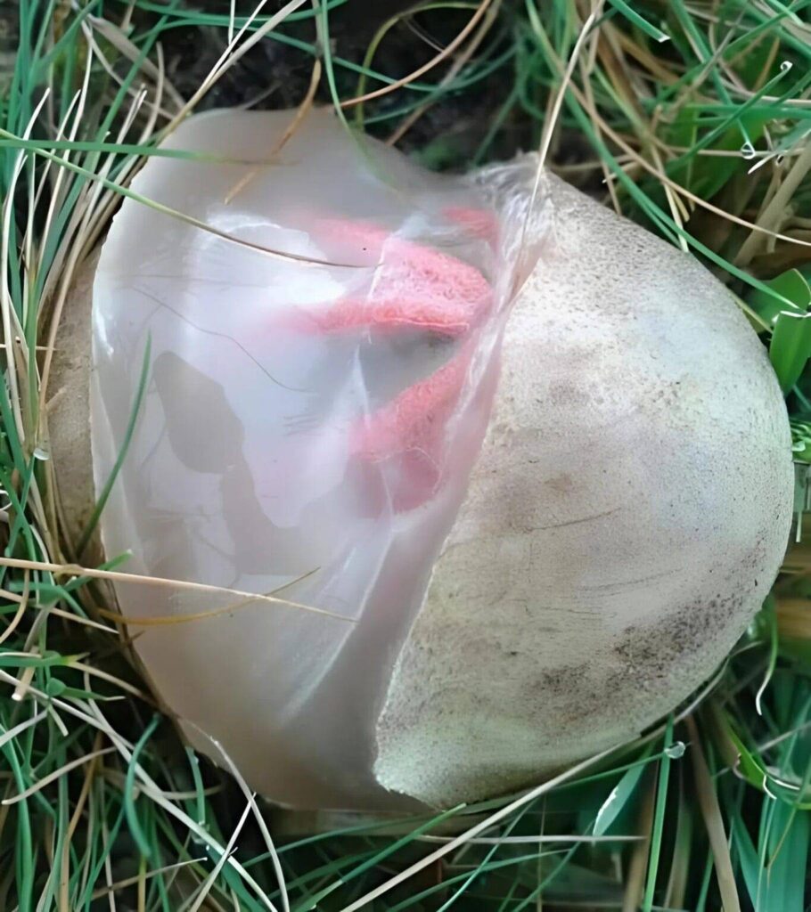 Ce matin, je suis sortie dans le jardin – juste pour arroser les fleurs et vérifier si les chats n’avaient pas encore fait leurs besoins, comme ils le font souvent. Mais dès que j’ai ouvert le portail, une odeur horrible m’a envahie. Si forte que ma poitrine s’est serrée et que j’ai senti un goût métallique dans la bouche.