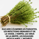 Le thym, petite plante mais grand remède, protège naturellement le corps contre les virus, les parasites et l’inflammation