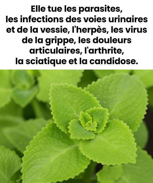 Origan magique : l’allié secret de votre cuisine
