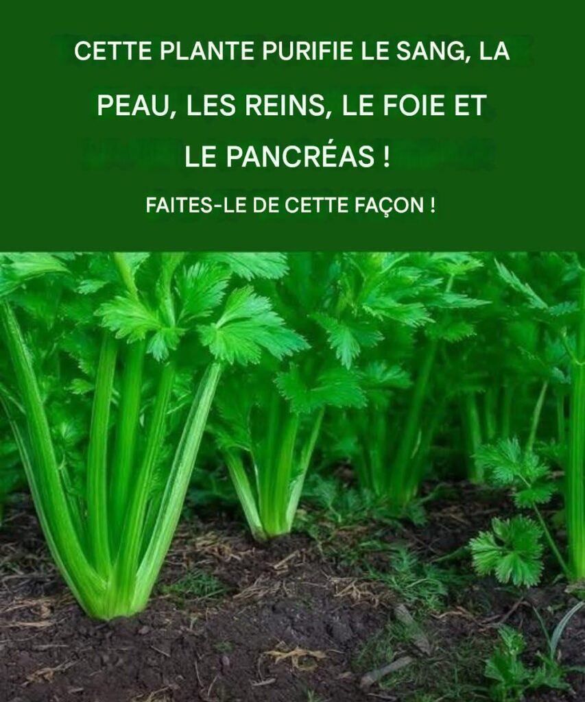 Cette plante purifie le sang, la peau, les reins, le foie et le pancréas. Procédez comme suit :