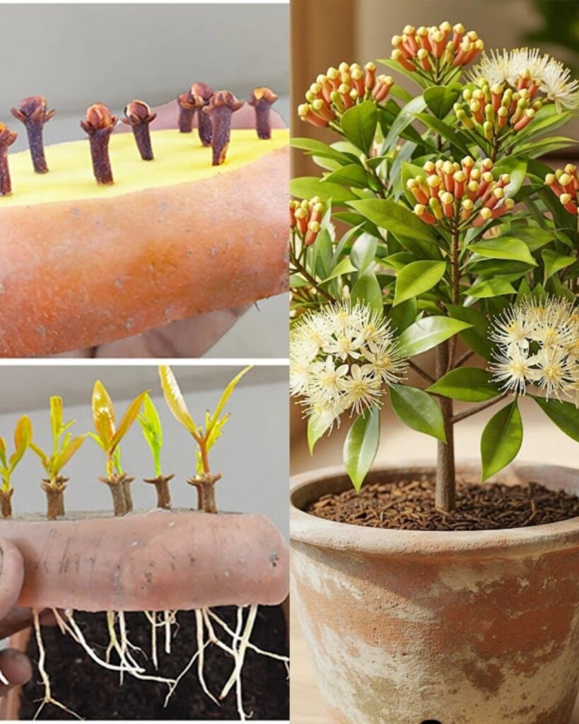 Culture facile du clou de girofle : de la graine à l’épice parfumée