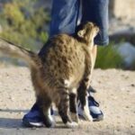 Pourquoi les chats se frottent-ils contre nous ? Ce qui se cache vraiment derrière ce comportement étonnant