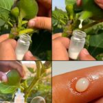 Le latex de figuier : un secret ancestral pour une beauté éclatante et un bien-être profond