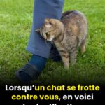 Décryptage félin : la signification cachée des frottements de votre chat 590957622_1158179119775430_2711193558387365703_n