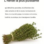 C’est l’une des plantes les plus puissantes au monde 596377231_841915502152683_3924312243044453247_n