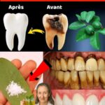 Libérez le Secret de la Nature : Comment les Feuilles de Goyave Peuvent Transformer Votre Lutte Contre les Caries Dentaires 596817248_1393418452203364_6933471449962019858_n