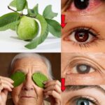 Comment utiliser la goyave pour prendre soin de vos yeux : Des remèdes naturels qui surprennent 598295439_1911771979426972_9051979968601222113_n
